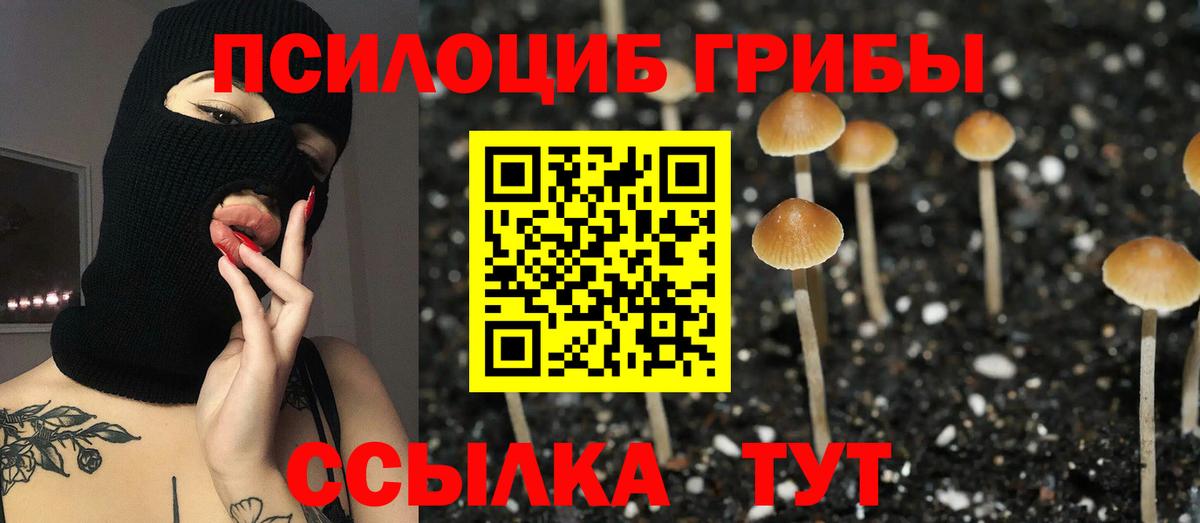 Александров  Галлюциногенные грибы Psilocybine cubensis  Вход с VPN 